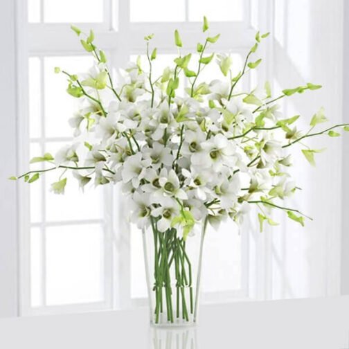 6 White Orchids in a Vase